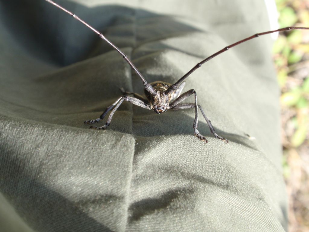 Żerdzianka sosnówka (Monochamus galloprovincialis)