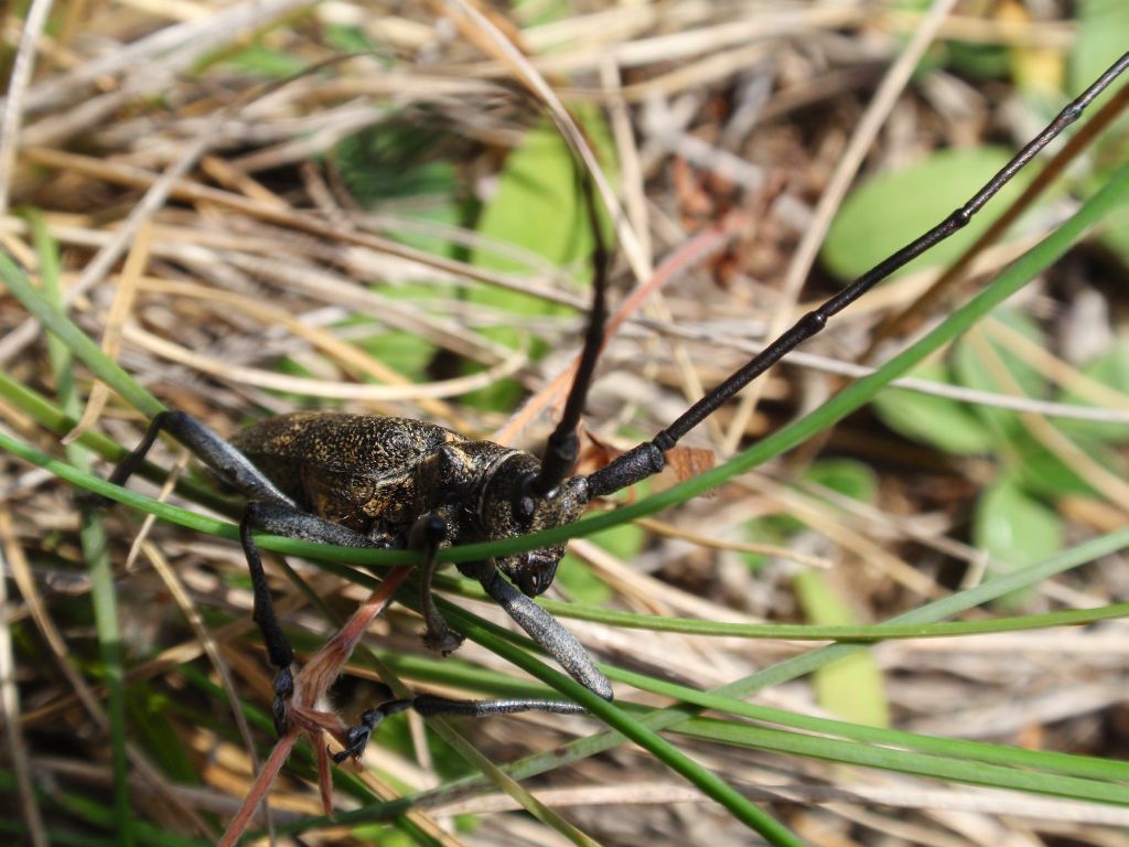 Żerdzianka sosnówka (Monochamus galloprovincialis)