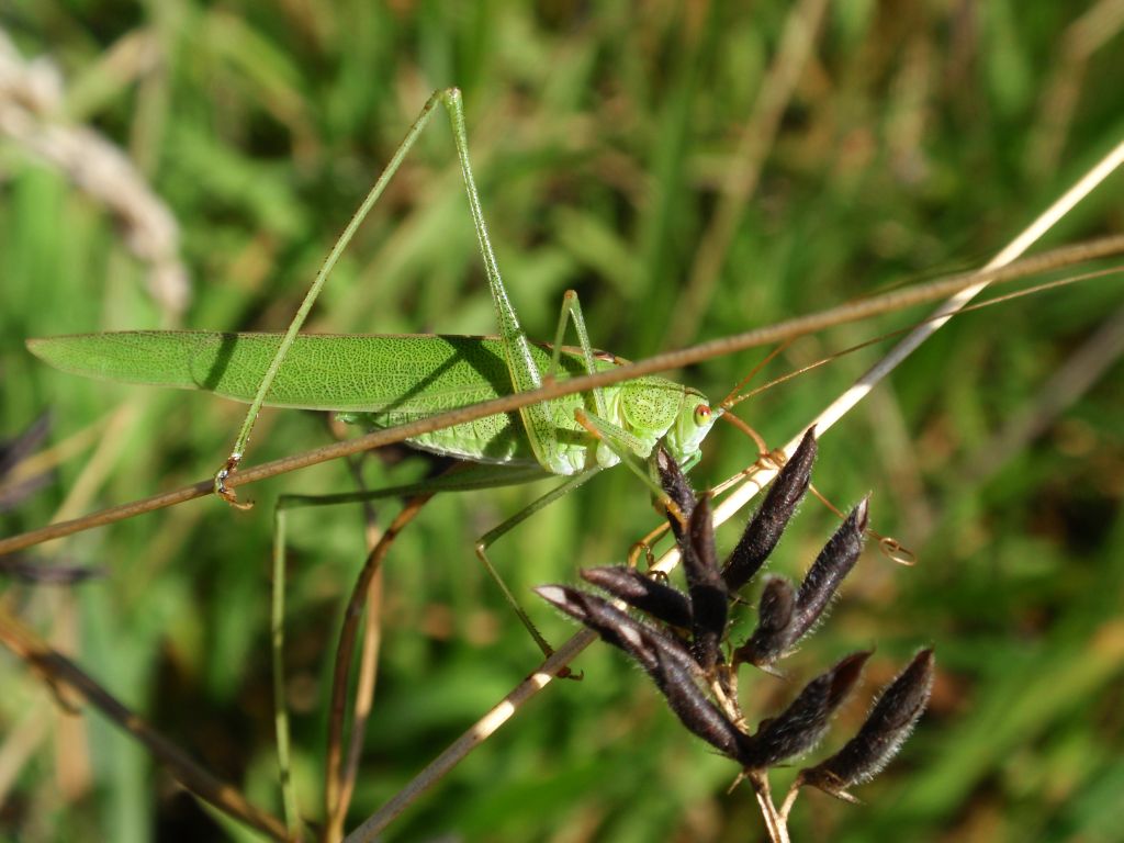 Długoskrzydlak sierposz (Phaneroptera falcata)