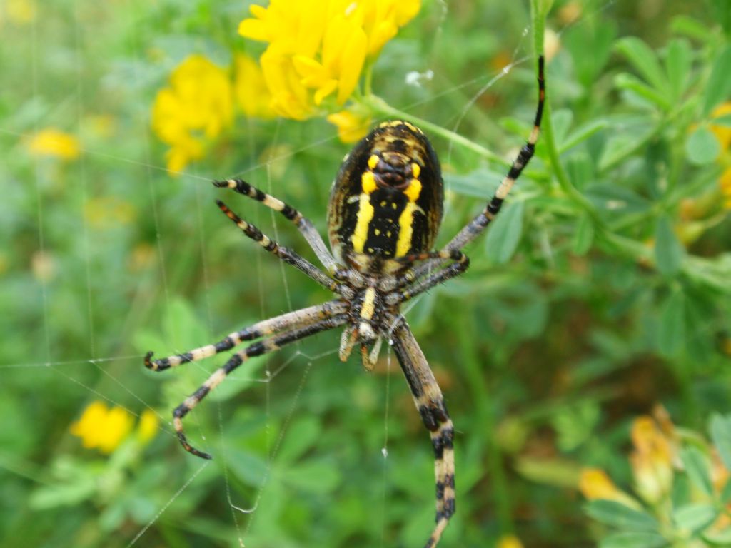 Tygrzyk paskowany (Argiope bruennichi)