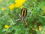 Tygrzyk paskowany (Argiope bruennichi)