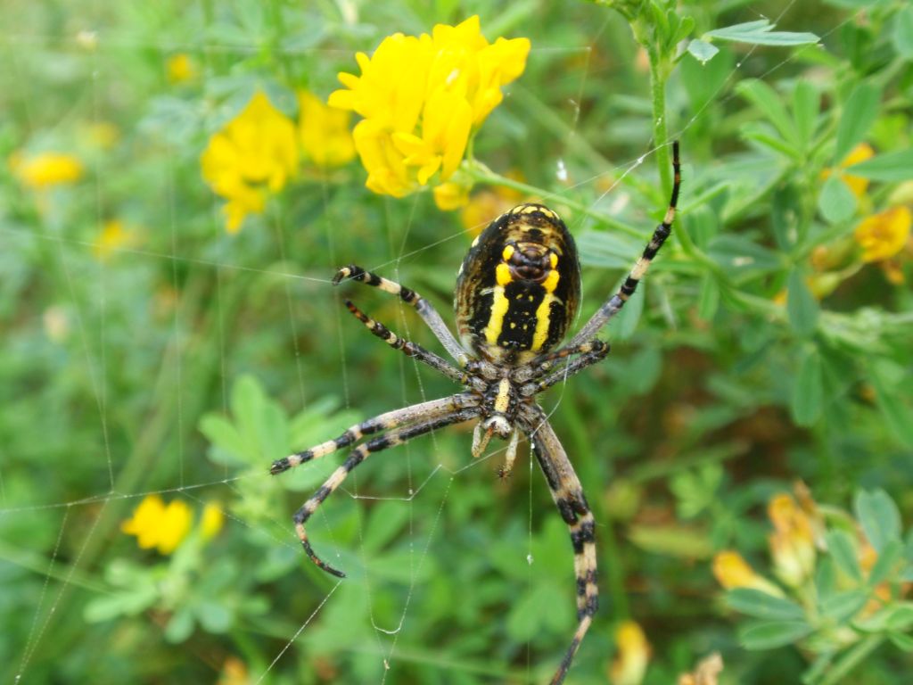 Tygrzyk paskowany (Argiope bruennichi)