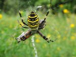 Tygrzyk paskowany (Argiope bruennichi)
