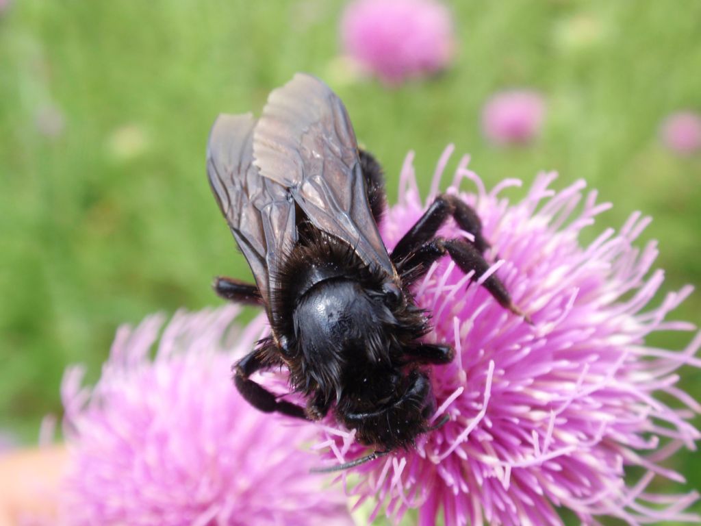 Trzmiel kamiennik (Bombus lapidarius)