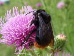 Trzmiel kamiennik (Bombus lapidarius)