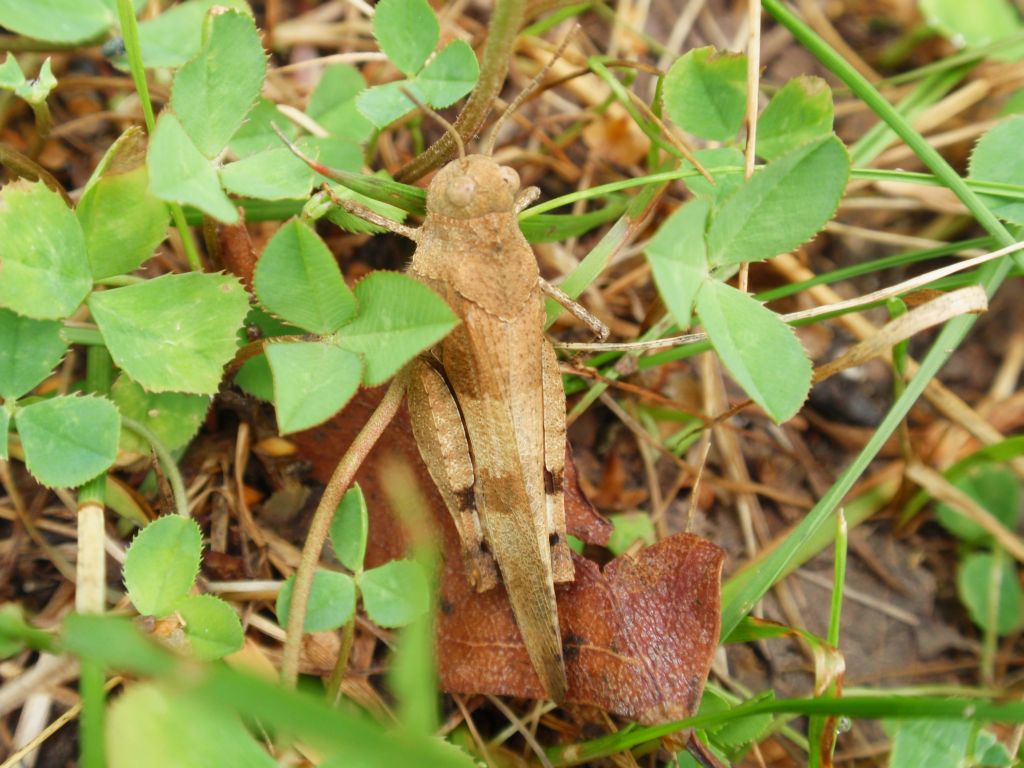 Siwoszek błękitny (Oedipoda caerulescens)