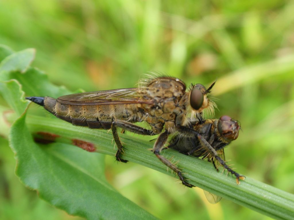 Łowiec czarniawy (Machimus atricapillus)