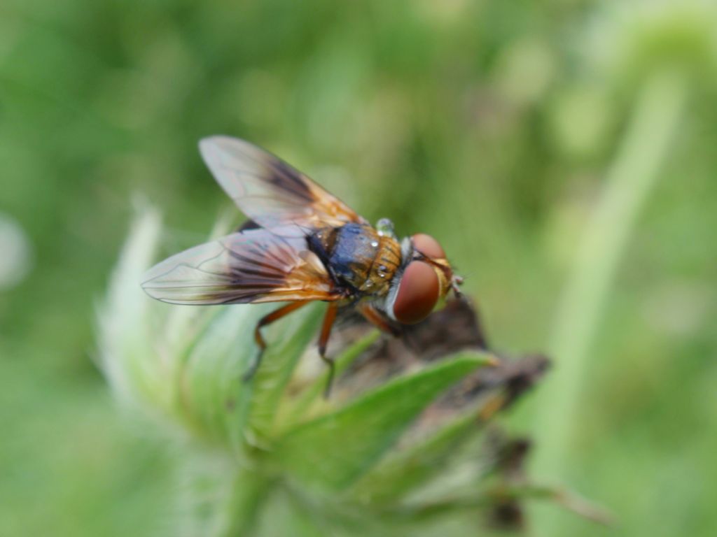 Ectophasia crassipennis