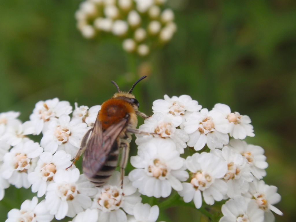 Smółka komonicówka (Anthidotum byssinum)