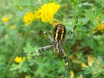 Tygrzyk paskowany (Argiope bruennichi)