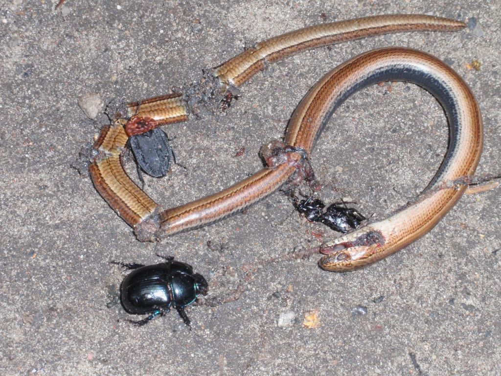 Żuk leśny (Anoplotrupes stercorosus) i Ścierwiec (Oeceoptoma thoracica)