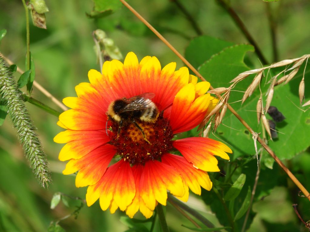Trzmiel (Bombus norvegicus)