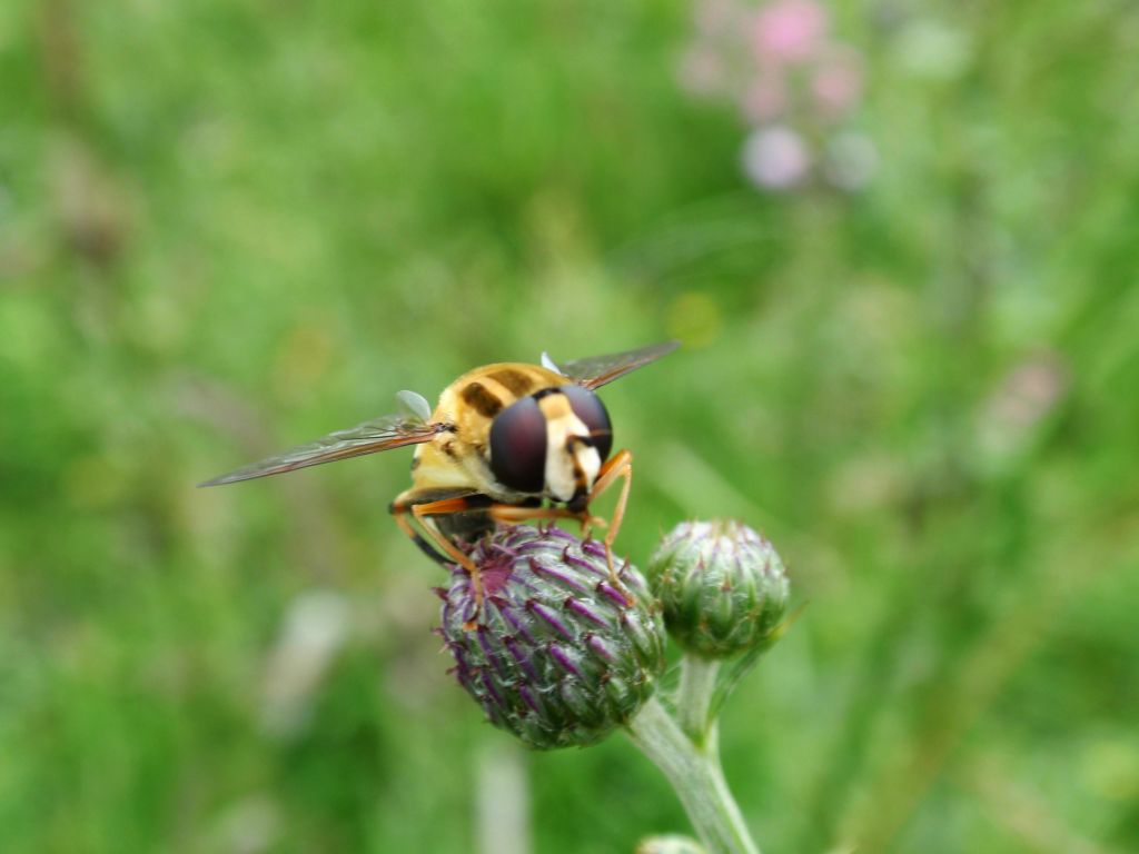 Gniłun (Helophilus trivittatus)