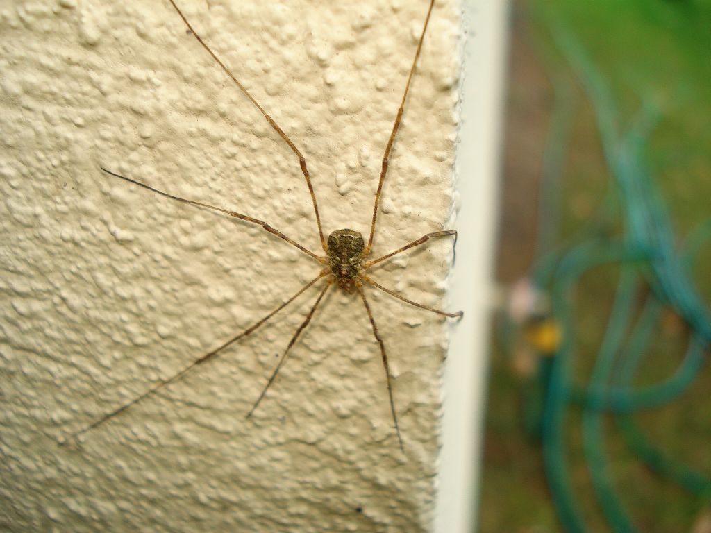 Kosarz pospolity (Phalangium opilio)