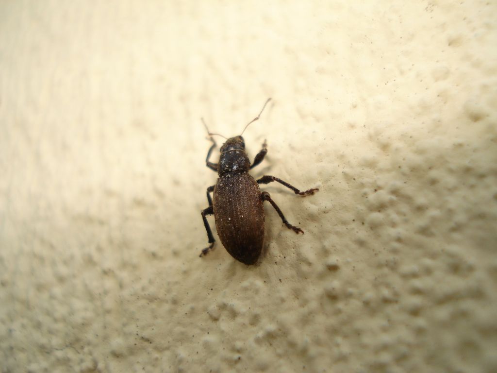 Oprzędzik (Sitona sp.)