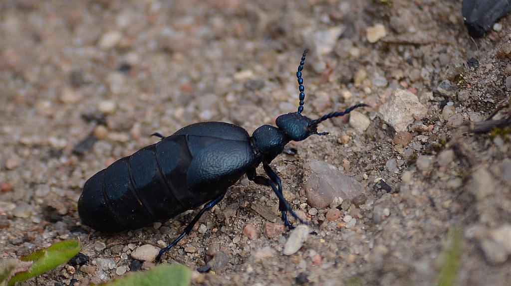 Oleica krówka (Meloe proscarabeus)