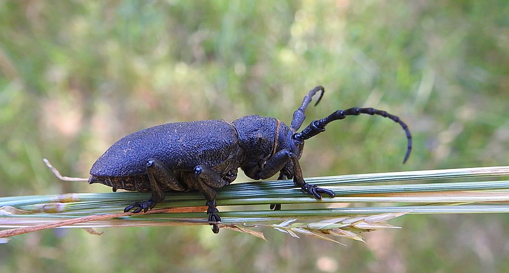 Zgrzypik twardokrywka (Lamia textor)