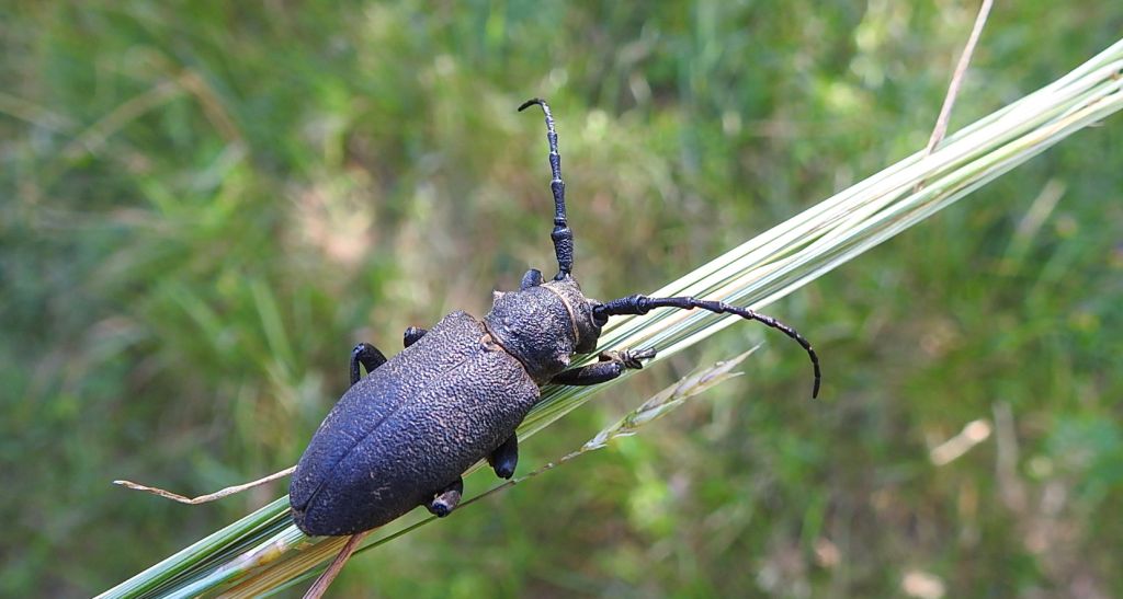 Zgrzypik twardokrywka (Lamia textor)
