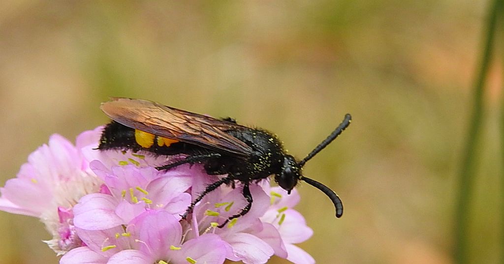 Smukwa kosmata, smukwa okazała (Scolia hirta)