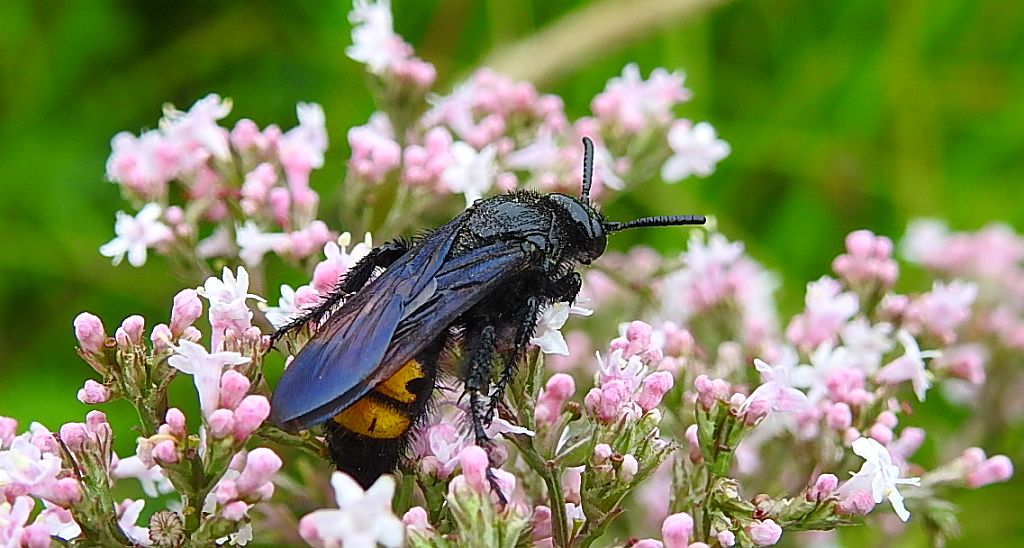 Smukwa kosmata, smukwa okazała (Scolia hirta)