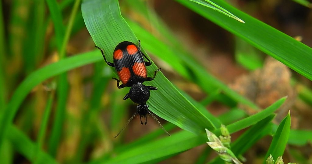 Świętek plamkowany (Panagaeus bipustulatus)