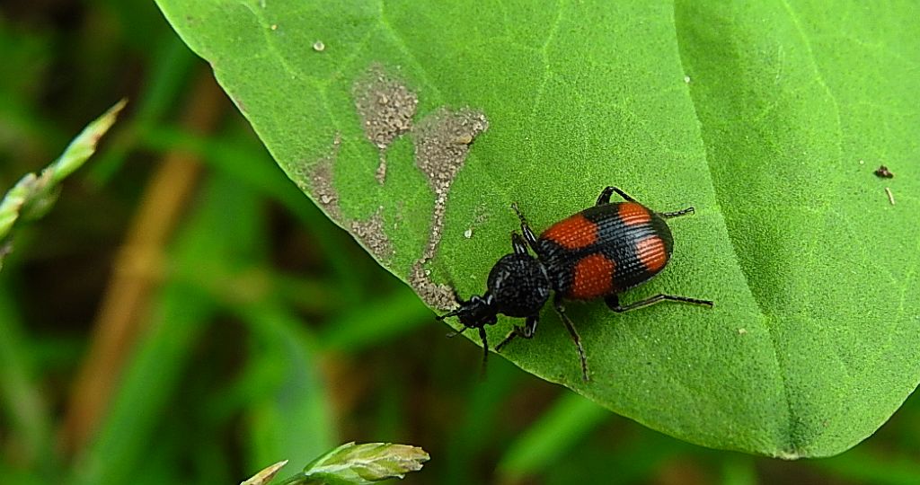 Świętek plamkowany (Panagaeus bipustulatus)
