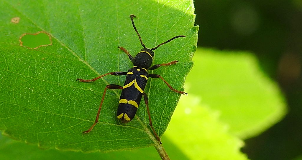 Biegowiec osowaty (Clytus arietis)