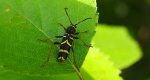 Biegowiec osowaty (Clytus arietis)