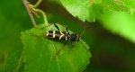 Biegowiec osowaty (Clytus arietis)