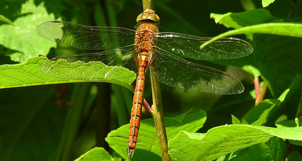Żagnica /żagiew/ ruda (Aeshna isoceles)