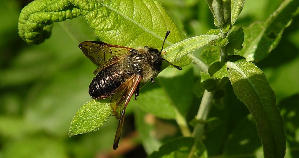 Bryzgun włochaty,  fełpiec włochaty (Trichiosoma lucorum)