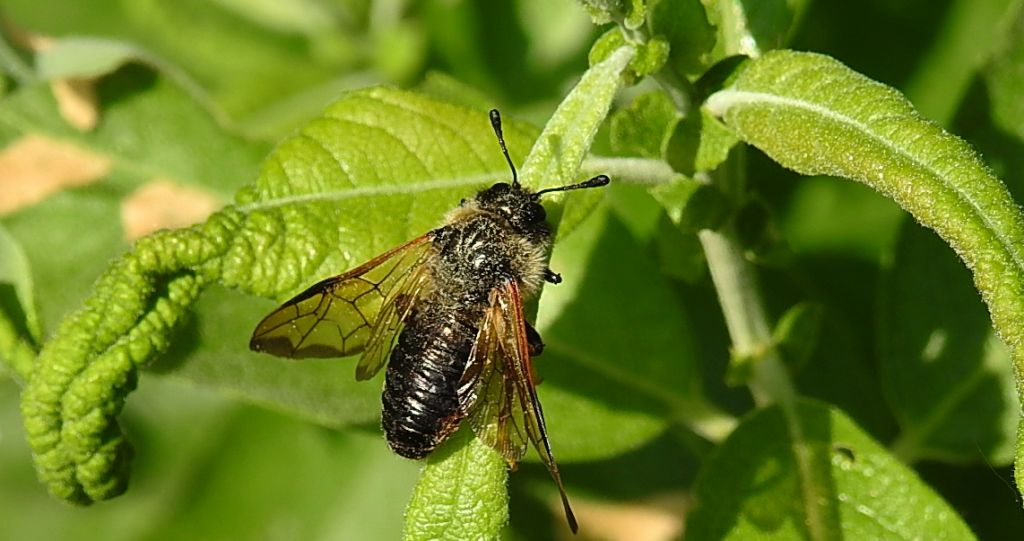 Bryzgun włochaty,  fełpiec włochaty (Trichiosoma lucorum)