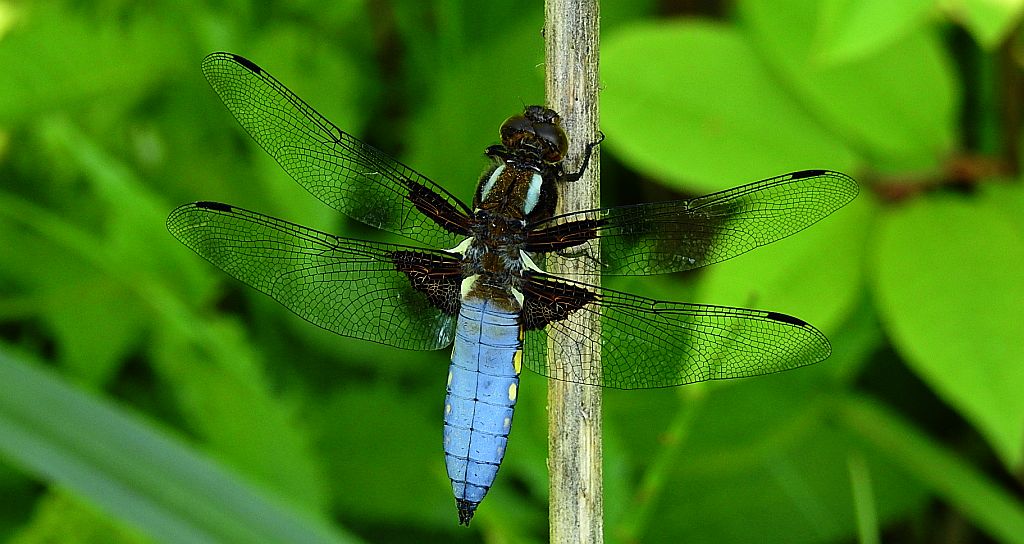 Ważka płaskobrzucha, ważka płaska (Libellula depressa)