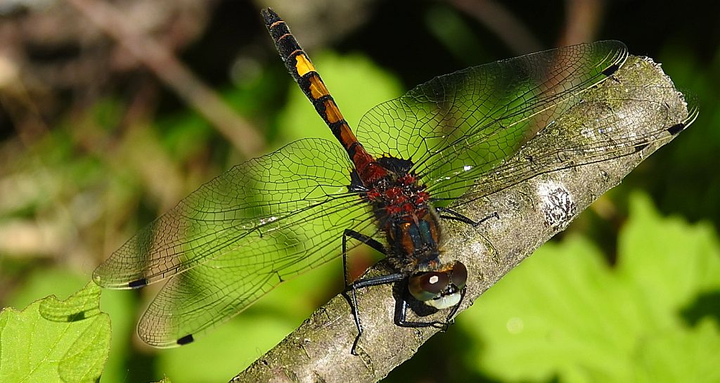 Zalotka czerwonawa (Leucorrhinia rubicunda)
