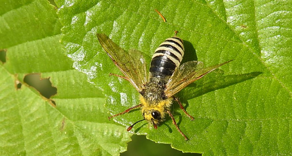 Bryzgun wierzbowiec (Cimbex luteus)