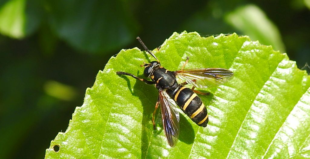 Morsznica - Temnostoma bombylans
