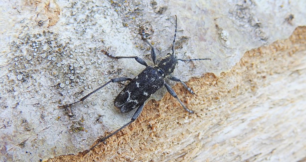 Drzeworadek topolowy (Xylotrechus rusticus)