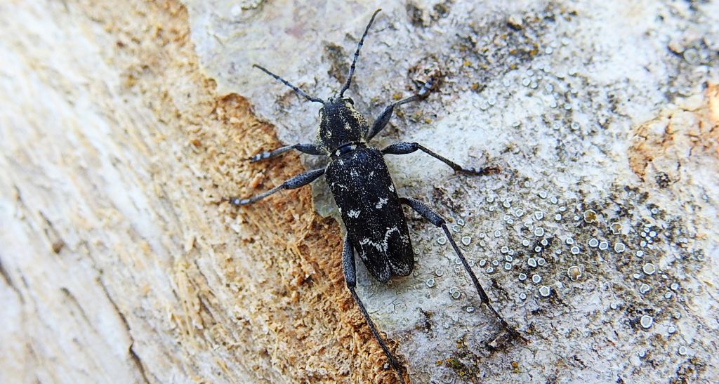 Drzeworadek topolowy (Xylotrechus rusticus)