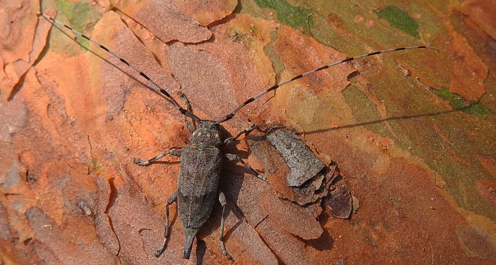 Tycz cieśla (Acanthocinus aedilis)