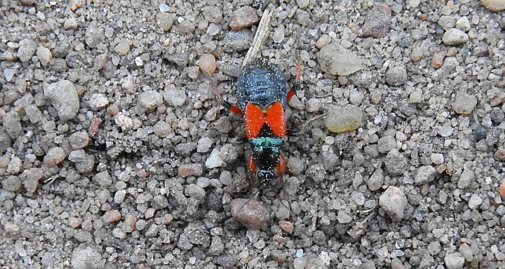 Prostemma aeneicolle