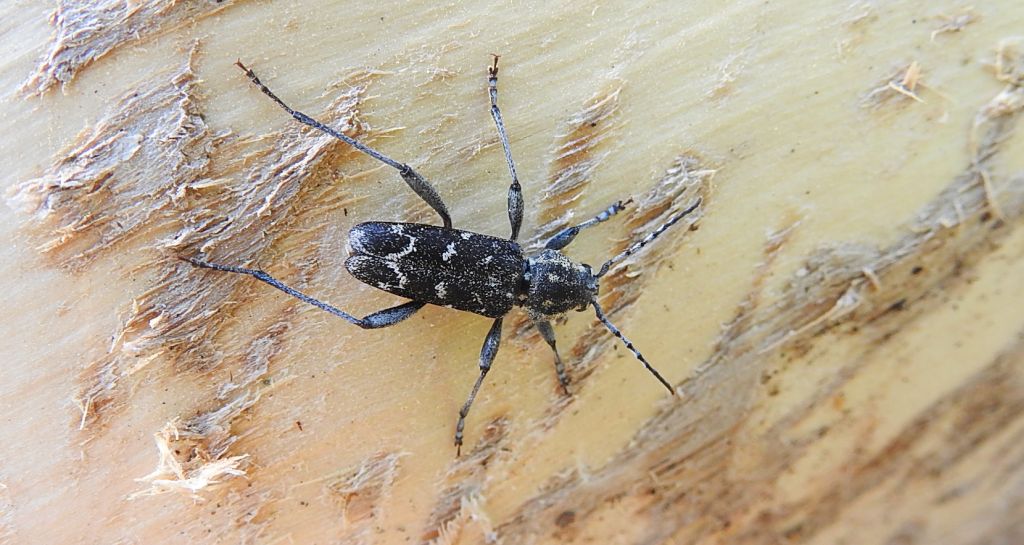 Drzeworadek topolowy (Xylotrechus rusticus)