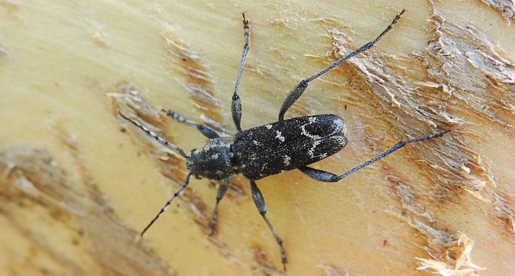 Drzeworadek topolowy (Xylotrechus rusticus)