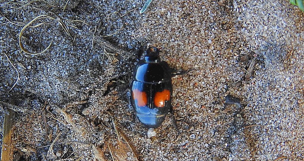 Gnilik - Margarinotus bipustulatus