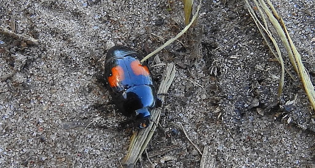 Gnilik - Margarinotus bipustulatus