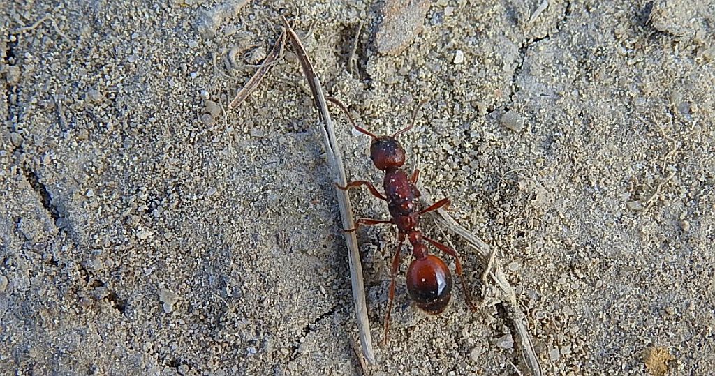 Wścieklica dorodna (Manica rubida)