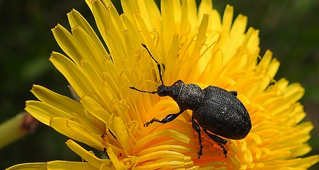 Opuchlak - Otiorhynchus rugosostriatus