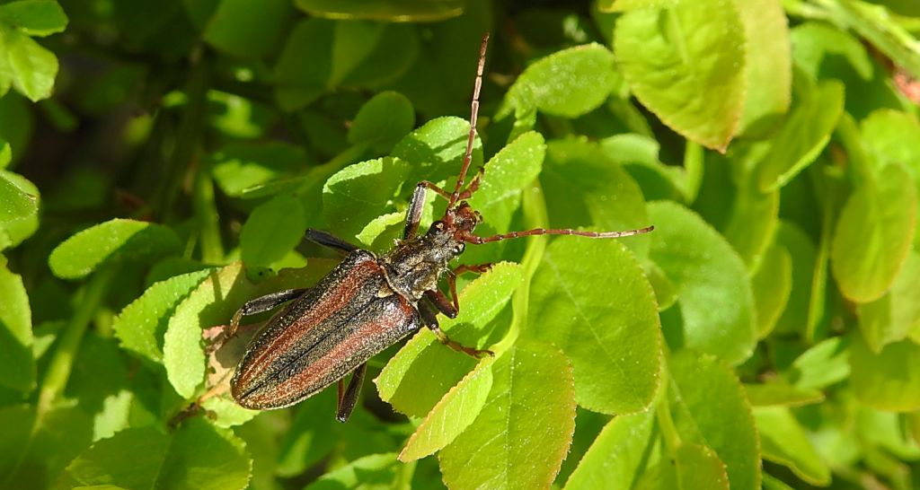 Ostrokrywka nieparka (Oxymirus cursor)