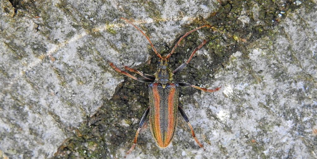 Ostrokrywka nieparka (Oxymirus cursor)