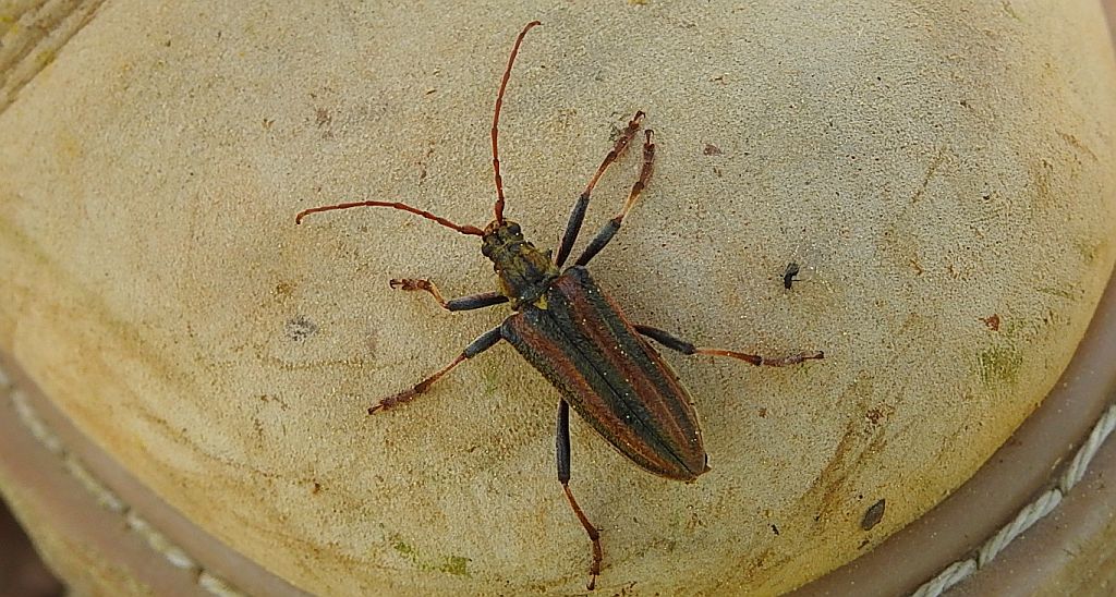 Ostrokrywka nieparka (Oxymirus cursor)