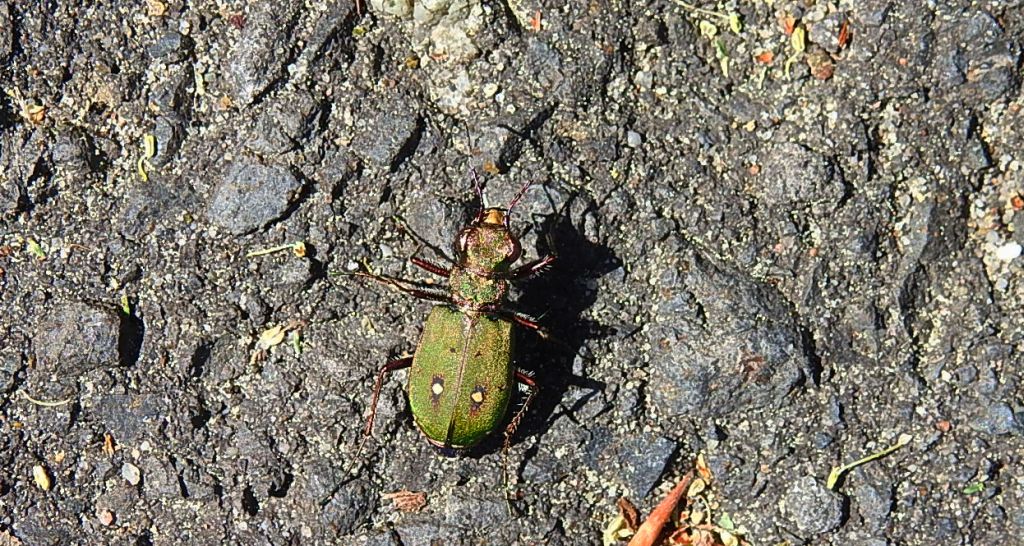 Trzyszcz polny (Cicindela campestris)